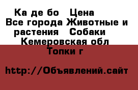 Ка де бо › Цена ­ 25 - Все города Животные и растения » Собаки   . Кемеровская обл.,Топки г.